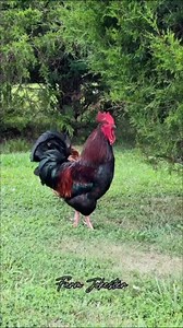 9.5K views · 1K reactions | Charlene! What you want ol’ girl  | Anthony Hamilton | Facebook