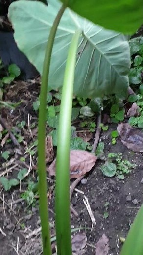 芋頭採收季