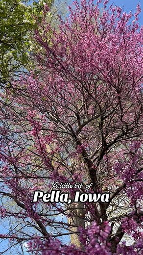 Pella, Iowa: A charming Midwestern town. Known for its Dutch heritage, Pella boasts stunning tulip gardens, iconic windmills, and vibrant festivals celebrating its cultural roots. 2024 Tulip Time Festival MAY 2, 3 & 4 Important 🌷🌷 👉🏼Fireworks on Friday May 3 👉🏼Parades We have two parades each day of the festival. The afternoon Volks parade at approximately 2:45pm brings Dutch culture and Pella fun to life. Or, view the parade in a special way at the evening lighted parade at approximately 