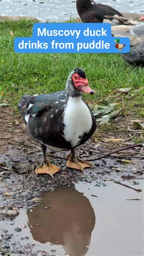 🦤 MUSCOVY DUCK DRINKS FROM PUDDLE 🦤 A Muscovy duck drinks from a puddle next to the Grand Western Canal. With its mate, the duck is a common sight at the picnic area next to Fossend Bridge, Burlescombe. Muscovy ducks are heavy-bodied birds with distinct red patches around the eyes and bill which develop into wart-like caruncles as they get older, especially on males. The birds are considered a semi-domesticated or feral species, meaning they were originally domesticated but now exist in the wi