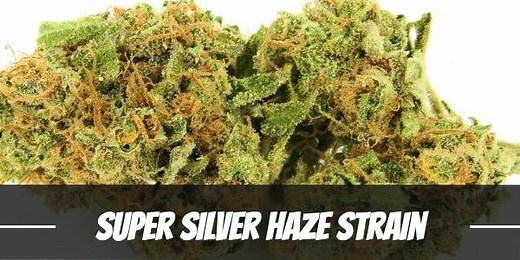 Super Silver Haze Strain Review >>> Effects, Origin, Yield, & More!