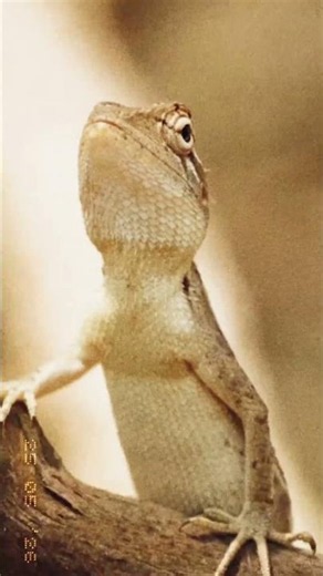 About the Lizard 🦎 #facts #amazingfacts #lizard #factsbyr1