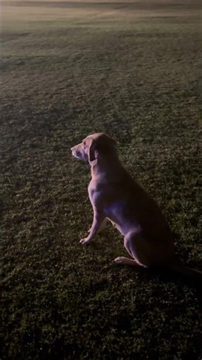Cutest Dog Ever | Pure Love & Happiness 🐕