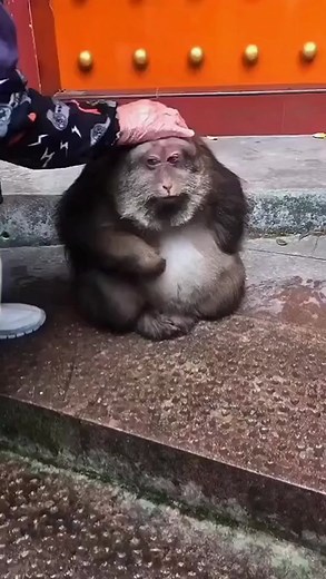 Adorable Chubby Monkey Funny Moments Compilation