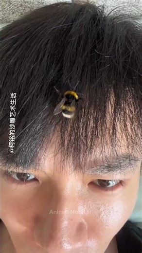 Man and His Pet Bee | Unusual Friendship