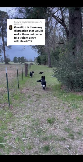 Encounter with Feral Hogs on Walk - A Close Call