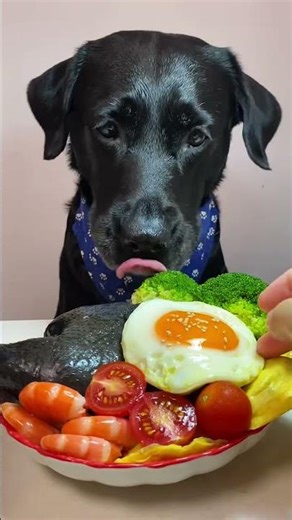 #Love Incentive Program Second day of National Day,still working #doggielife #dogshorts #shortvideo