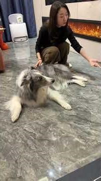 [Ice Cream Doesn't Grow Tall] When the Border Collie, the smartest dog in the world, meets the 47...