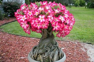 Kamboja Jepang (Adenium): Asal-usul, Jenis, Deskripsi