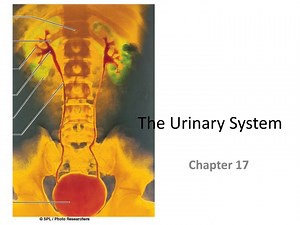 The Urinary System - SlideServe