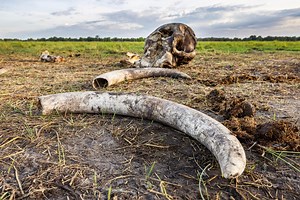 Archaeologists Found One Elephant Bone at an Ancient Battlefield. It May Belong to Hannibal’s Army.