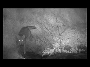 Vendée : le retour surprise du loup vers Jard-sur-Mer