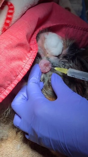 2.5K views · 3 comments | #MedicalMonday  via @dr.dawkinsdvm Did...