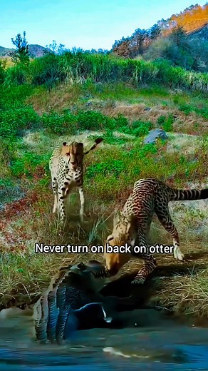 10K views · 23 reactions | The Ultimate Ambush: Tiger vs. Crocodile!...