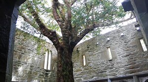 1.9K views · 155 reactions |  Tree Of Life This Yew tree was planted in 1448 when Muckross Abbey was first founded. 572 years later, the Abbey lies in ruins but the Yew grows on. #FillYourHeartWithIreland #killarneynationalpark #kerry #ireland | Vagabond & Driftwood Small Group Tours of Ireland | Facebook