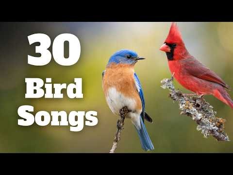 Learn These 30 Backyard Bird Songs