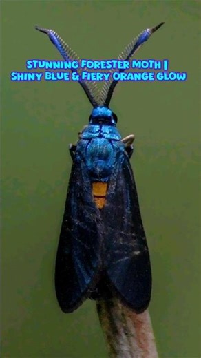 🦋 Stunning Forester Moth | Shiny Blue & Fiery Orange Glow #entomology