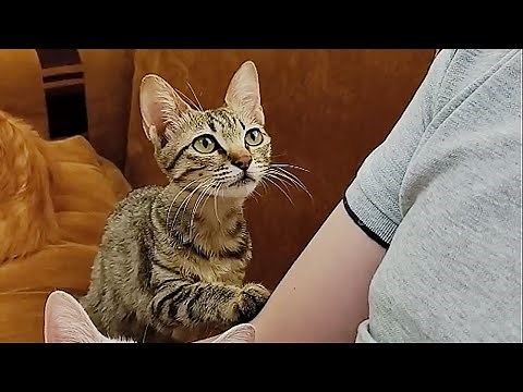 "Can you hug me too?‘’when watched owner hug the companion,the rescued stray cat longs to be loved..