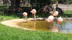This is typical behavior of flamingos as they turn up the sediment on ponds or lakes while searching for food. They use their tongue like a syringe to pull water into their beak and then plunge it back out while filtering out their "dinner." The next pull of water into their mouth pushes their catch down their throat. They repeat this motion three or four times a second. | Scovill Zoo