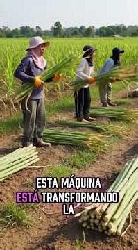 El Nivel Más Avanzado de Agricultura Moderna #agriculturamoderna #automobile