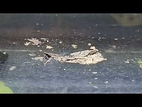 Triops | Are my Triops Nauplii (babies) eating well ? How to ensure Naupliiar survival!