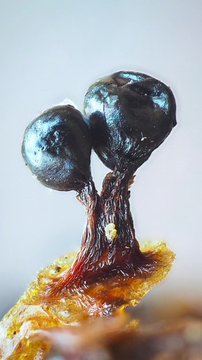 always a fun subject to photograph taken with Olympus OMD EM5 MII Olympus 60mm f2.8 macro 36mm extension tubes Raynox DCR-250 Natural light Focus stacked using Helicon focus #cottagecore #macrophotography #photography #photographyideas #macro #nature #forest #forestcore