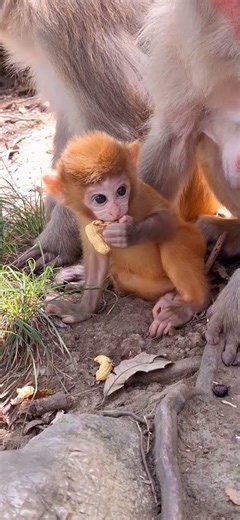Monkey IQ Test 🐒🧠 | Smarter Than Us! | Wild Brain Drop!