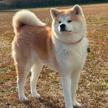 Top 10 des Chiens Les Plus Beaux du Monde 🐕✨ | Les Races les Plus Adorées