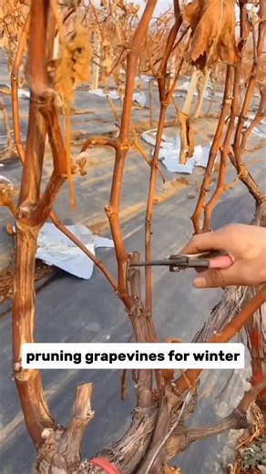 Crop and Craft on Instagram: "When pruning grapevines in winter, make sure to leave two buds. In spring, when new shoots grow to about 15 cm, remove excess buds and fix the main shoot. 4–7 days before flowering, pinch the tips of fruiting branches. After Start of Autumn, thin out branches to improve air circulation and light, helping nutrients flow back into the tree. #reels #gardening #agriculture"