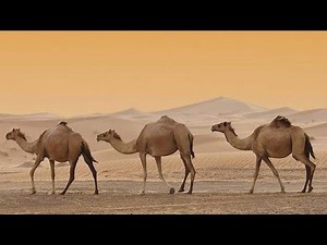 Arabian camel in United Arab Emirates Dubai