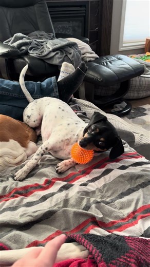 Feisty chiweenie wont share his ball! 🐶