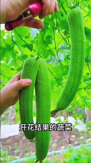 Spring Tips: Maximize Your Family Vegetable Garden Yield