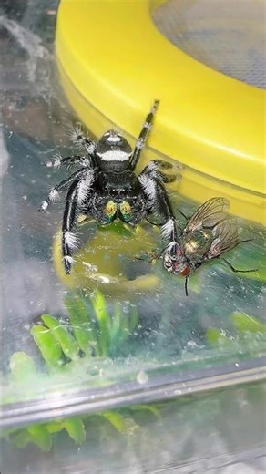 When your meal gets a little too cocky! #jumpingspiders
