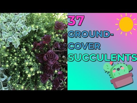 37 Gorgeous Ground Cover Succulents, Hanging Pots, Garden