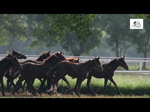 Kunigal - The Champion Stud Farm