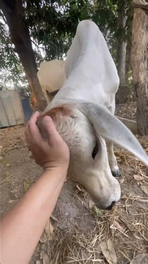 Playing with baby cow #shorts #animals #cow