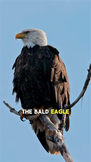 The Bald Eagle’s Incredible Comeback