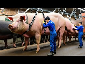 How Giant Pigs Processed - Too Big For The Slaughterhouse, Amazing Pigs Farm | Farming Documentary