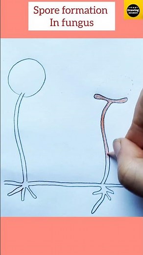 How to draw "Spore formation in Fungus" diagram step by step for beginners|| ‪@TheDrawingAcumen‬