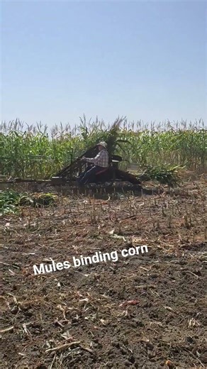 mules pulling a corn binder in Rollag Minnesota #antique #antiquefarm