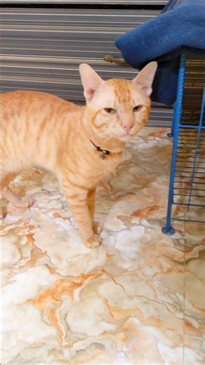 Big Ginger Cat With Big Attitude 😼🐾 #shortsfeed