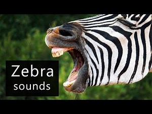 Zebra sounds!