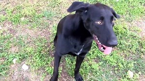 Such a good girl! Merri has been working with our wonderful new dog trainer and is learning good manners AND new tricks every single day! We're pretty proud of her! 🙌 Go Merri!🎉 | San Marcos Regional Animal Shelter