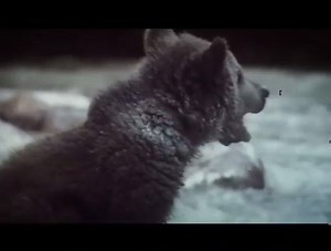 The Bear (1988) - trailer L'ours (original title) | CENİN