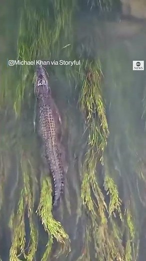 Drone captures crocodile swimming gracefully l ABC News