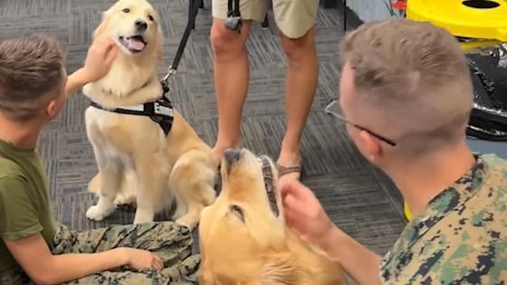 How one dog changed everything for me