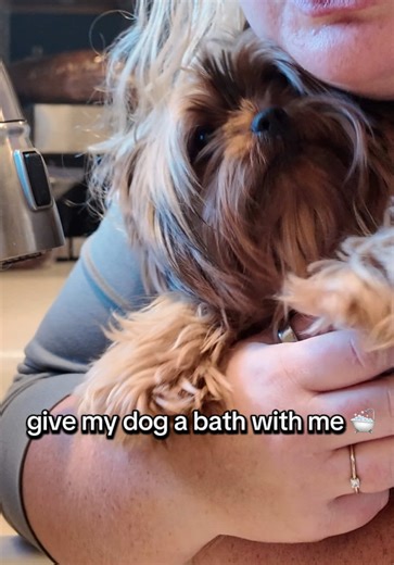 Give My Dog a Bath: Fun and Tips for Yorkie Owners