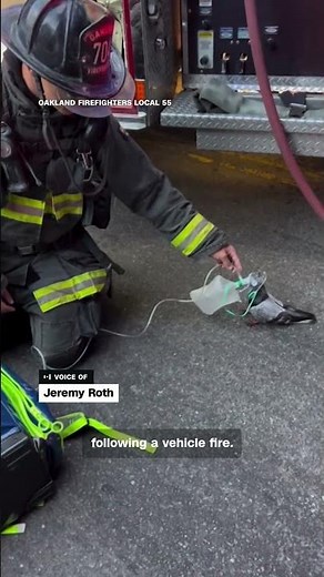 Firefighters Give Oxygen Mask to Pigeon After Car Fire in Oakland | Heartwarming Rescue Video