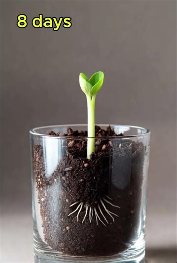 Calendula Flower Growth Timelapse 🌼| Seed to Bloom in Transparent Pot | Ultra Realistic Plant Growth