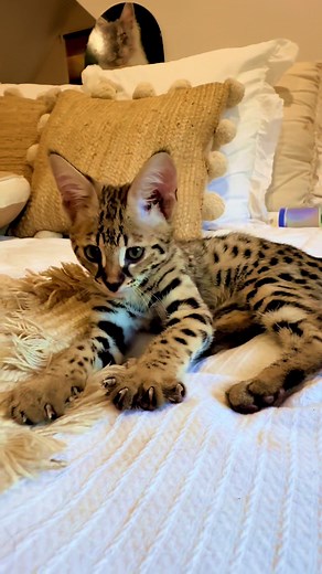 Savannah Cat: An Adorable Addition to Your Home